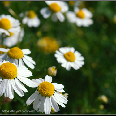 German Chamomile, Organic